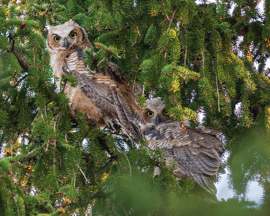 Great Horned Owlets Photograph By Guoqiang Xue - Fine Art America