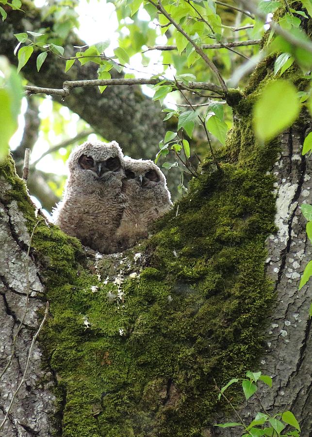 Great Horned Owlets Photograph by Iina Van Lawick