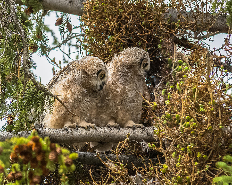 Great-Horned Owlets In Spring Photograph by Yeates Photography