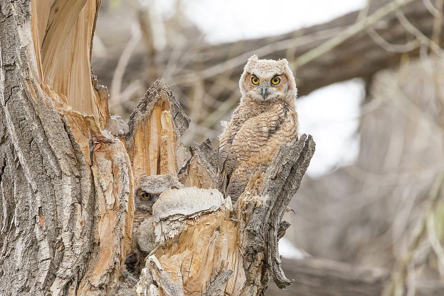 Great Horned Owlets In The Evening Photograph by Tony Hake