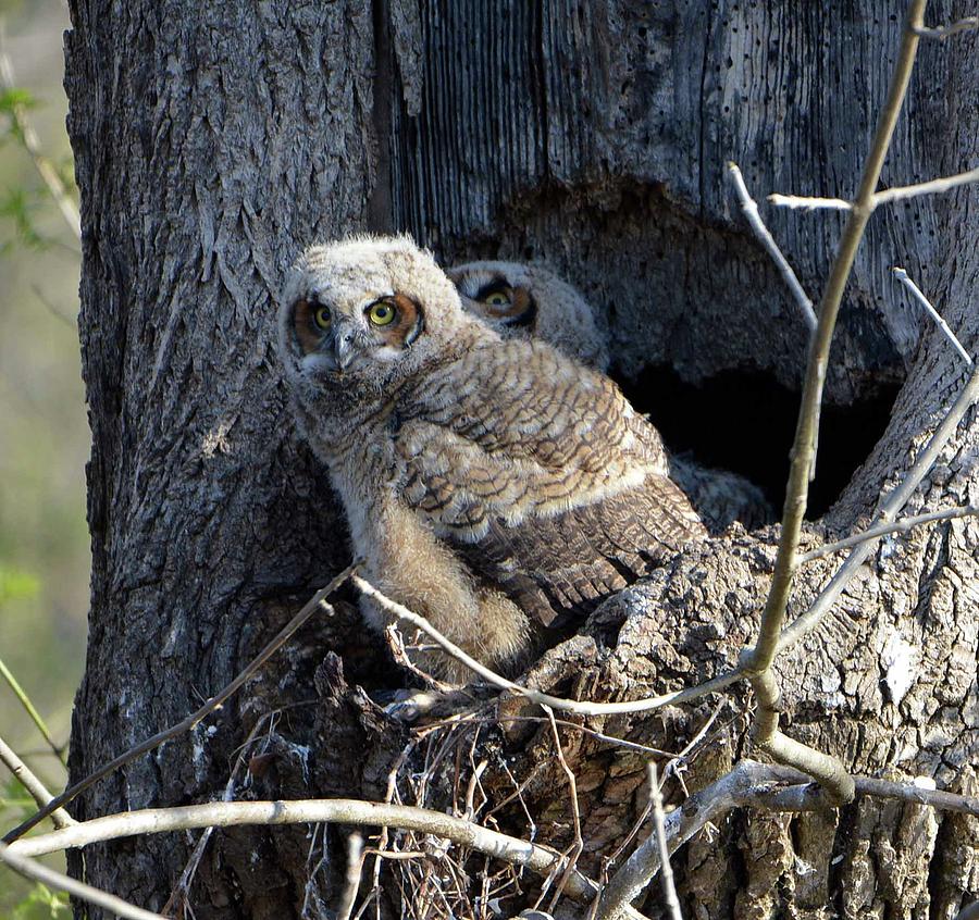 Great Horned Owlets Photograph By Jennifer Reynolds - Fine Art America