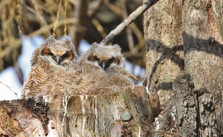 Great Horned Owlets Photograph By John Turner - Fine Art America