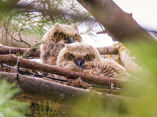 Great Horned Owlets Photograph By Katie Theien - Fine Art America