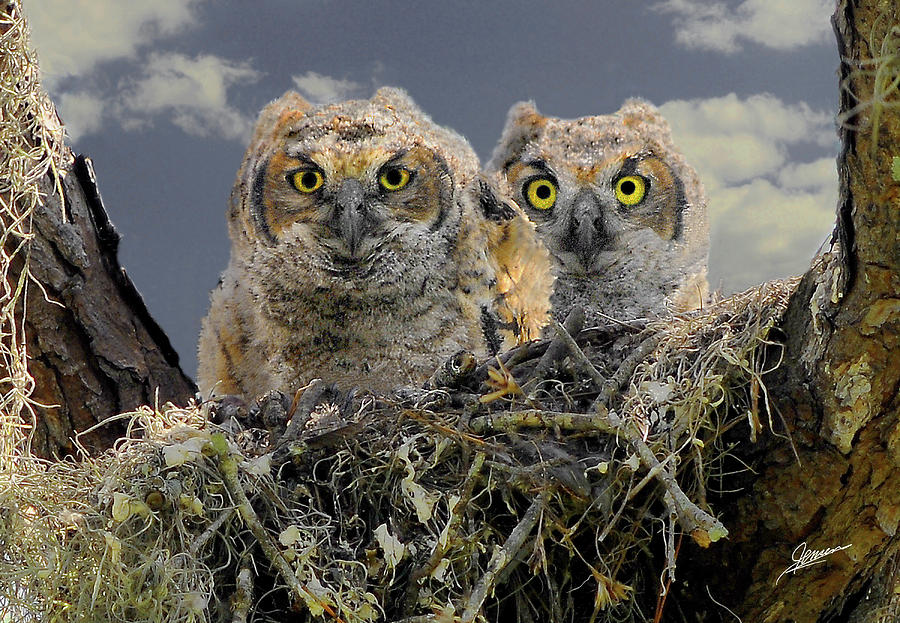 Great Horned Owlets Photograph by Phil Jensen