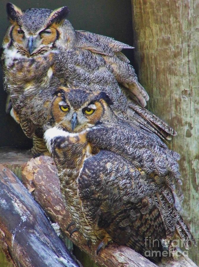 Great Horned Owls Photograph by D Hackett