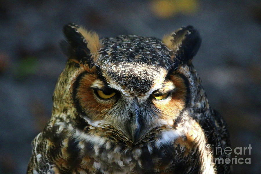 Great Horned Owls Golden Eyes Photograph by Christiane Schulze Art And Photography