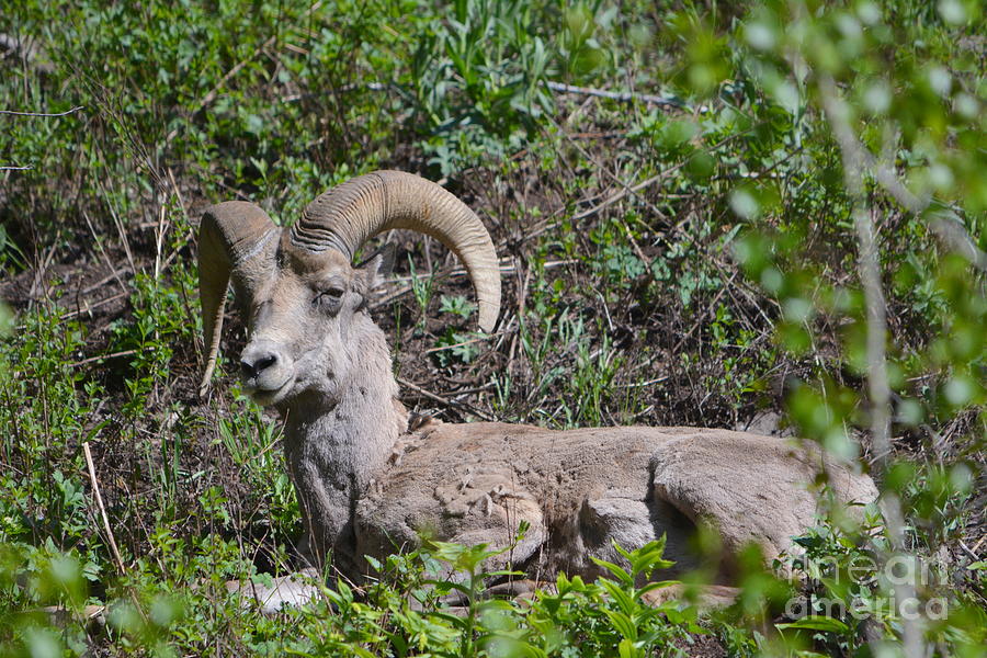 Great Horned Sheep Photograph by John Greco
