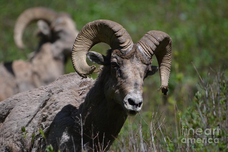 Great Horned Sheep No.2 Photograph by John Greco