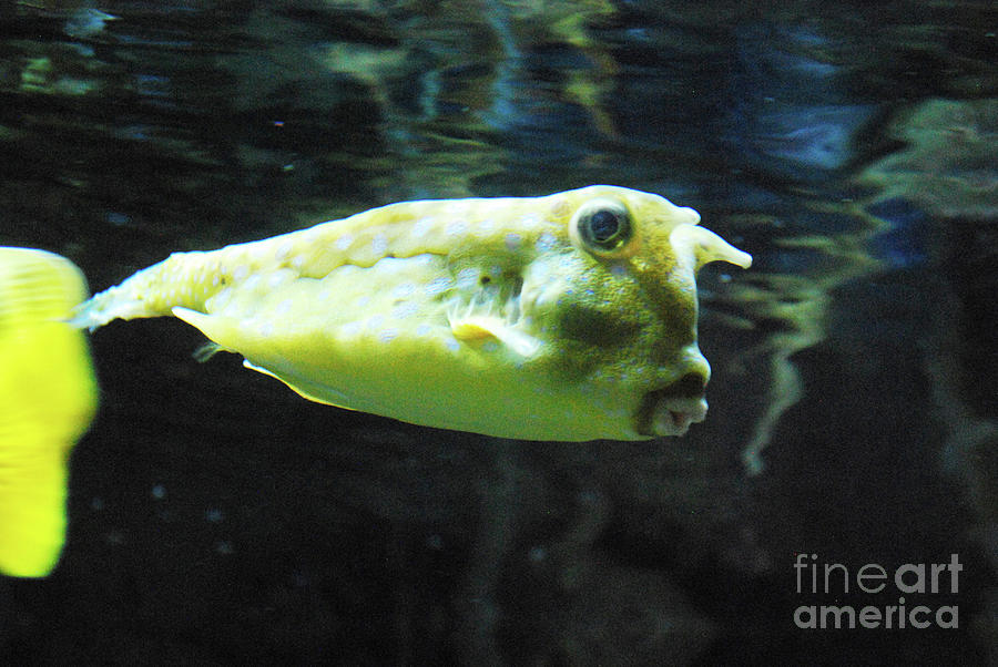 Great Longhorn Cowfish Swimming Along Underwater Photograph by DejaVu Designs