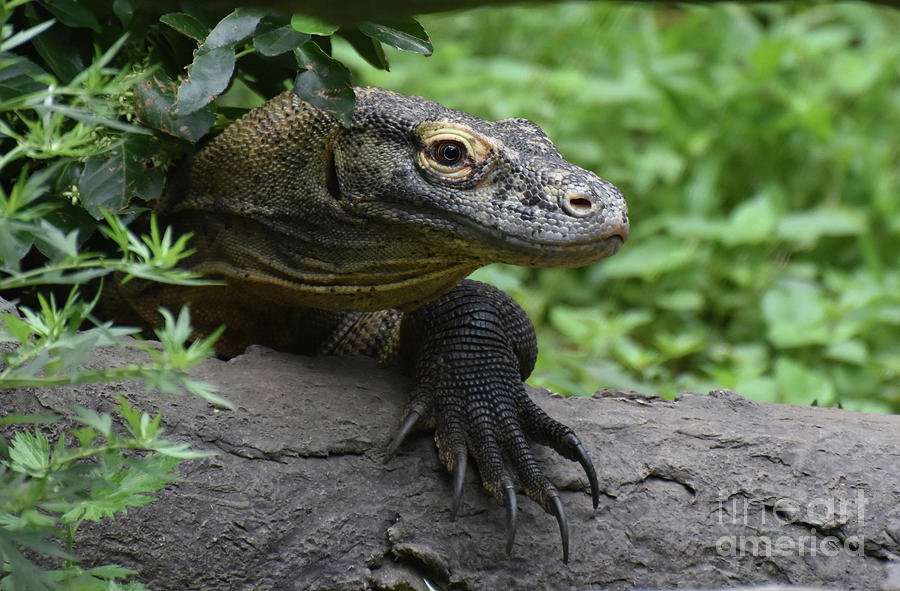 Great Look at a Komodo Dragon With Long Claws Photograph by DejaVu Designs