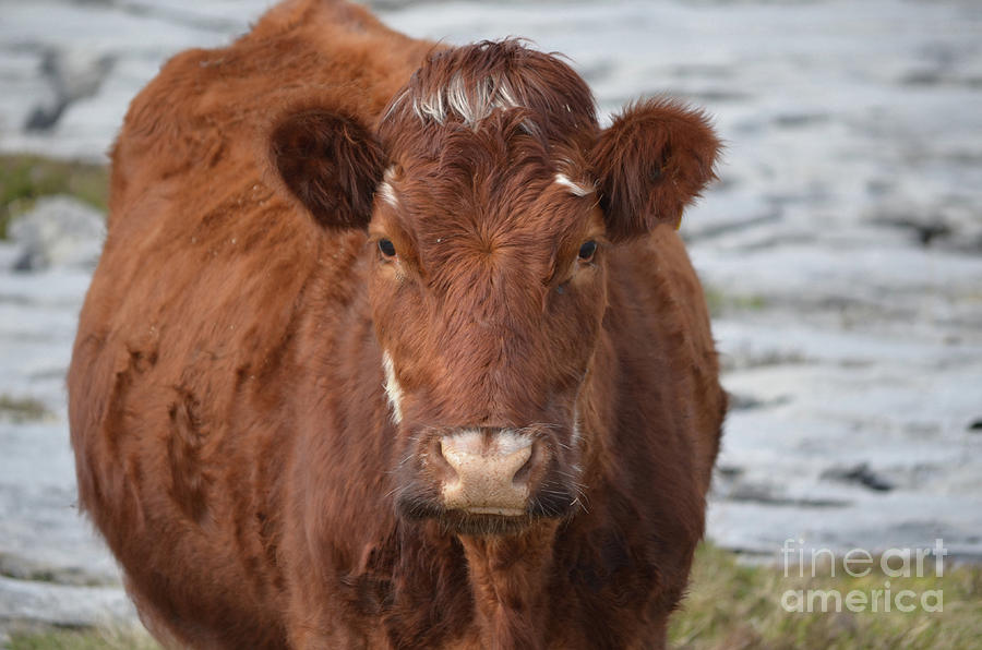 Great Looking Brown Cow in Ireland Photograph by DejaVu Designs