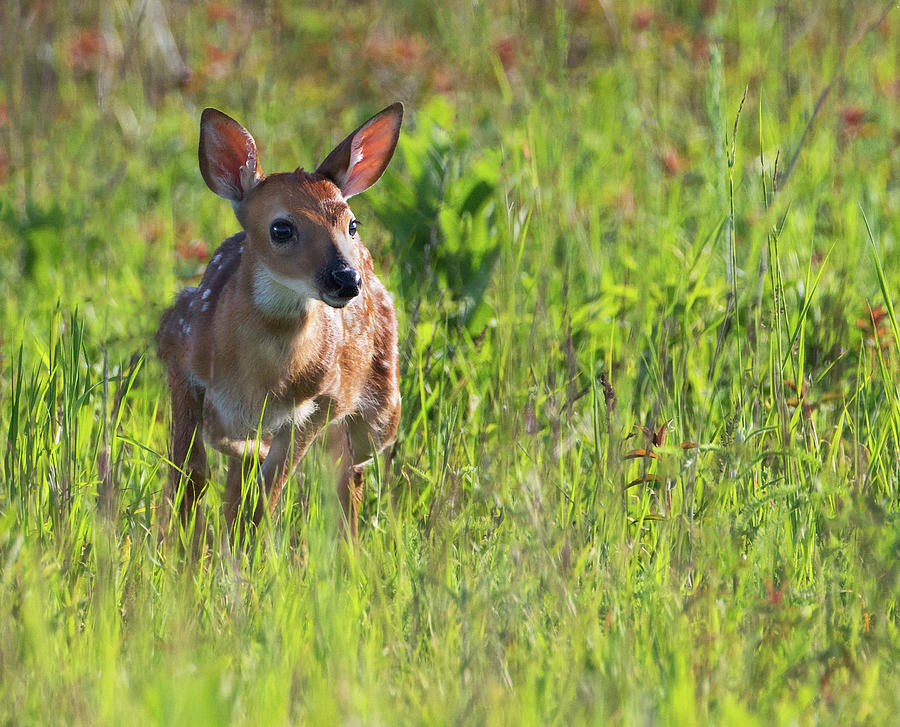 Great Meadows Fawn Photograph by Art Cole