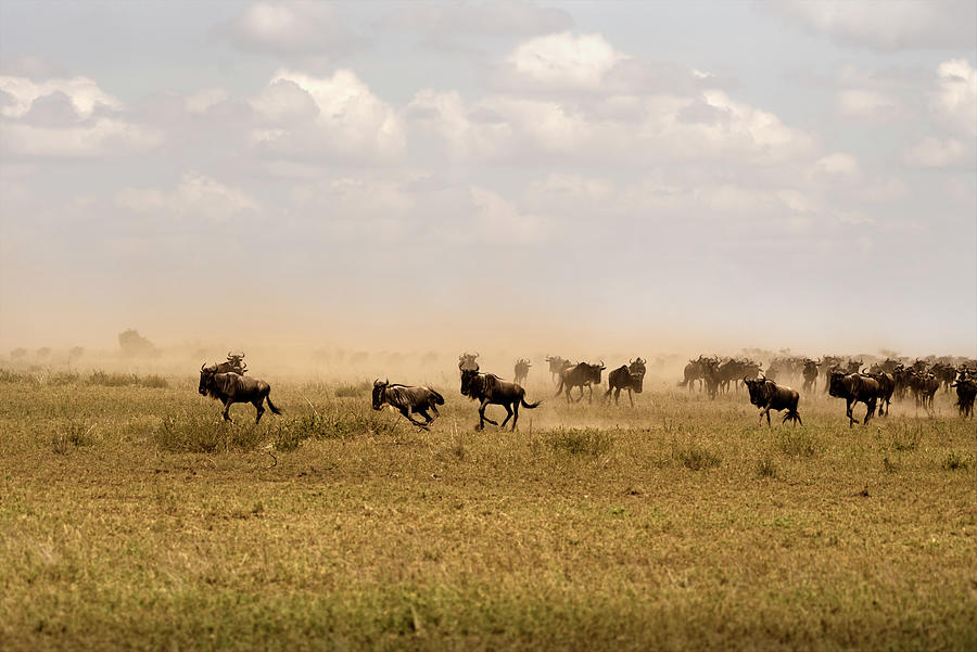 Great Migration Photograph by RicardMN Photography