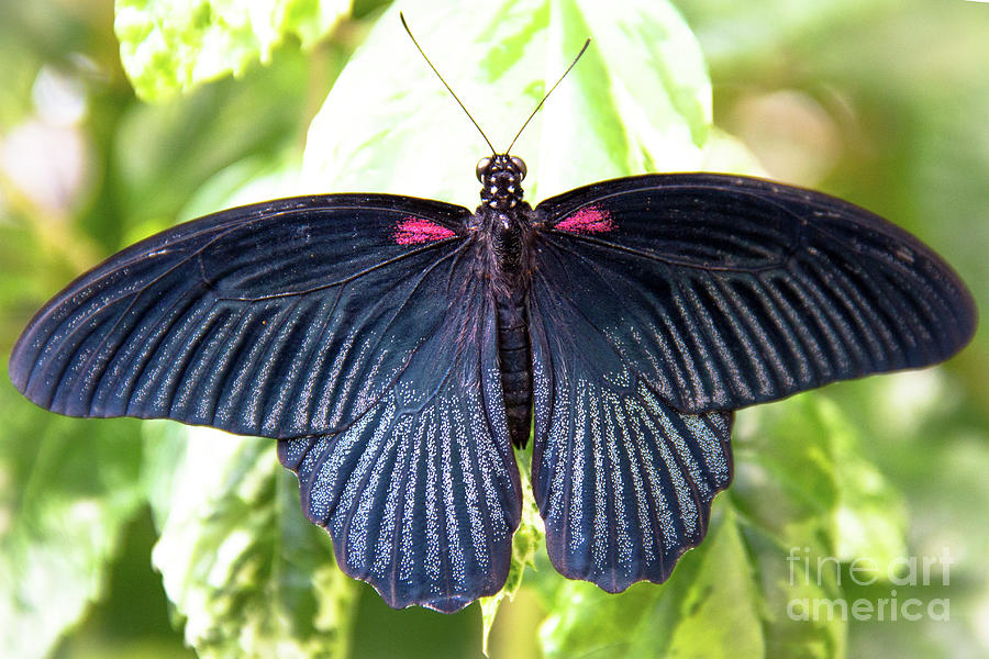 Great Mormon Butterfly Photograph by Amy Sorvillo