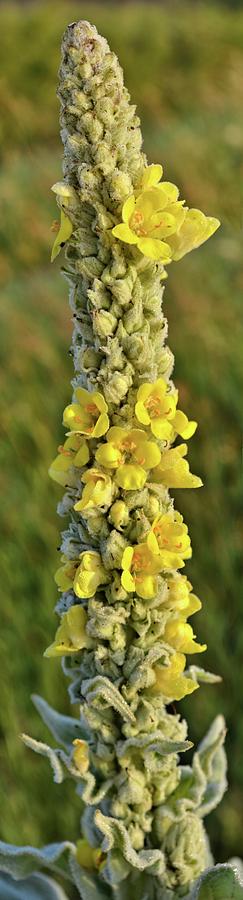 Great Mullein Photograph by Bonfire Photography