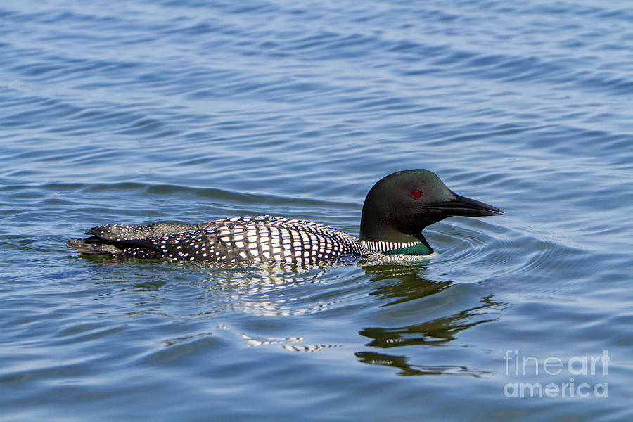 Great Northern Loon Photograph by Michael Card - Pixels