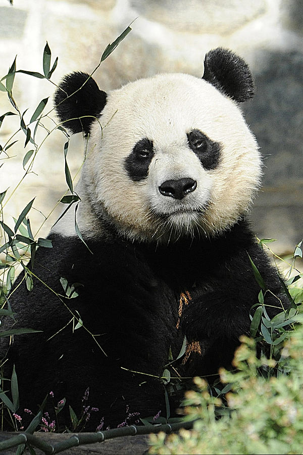 Great Panda II Photograph by Keith Lovejoy