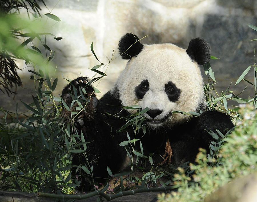 Great Panda III Photograph by Keith Lovejoy