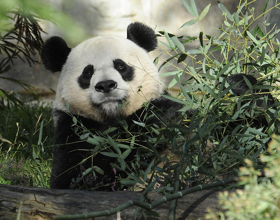 Great Panda Photograph by Keith Lovejoy