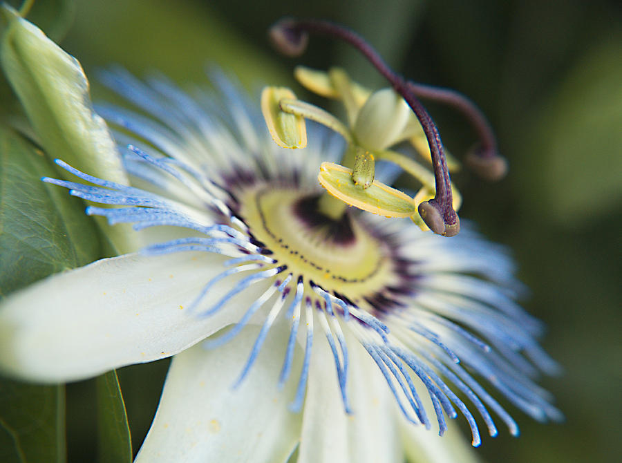 Great Passion Photograph by Andrew Lavrikov - Fine Art America