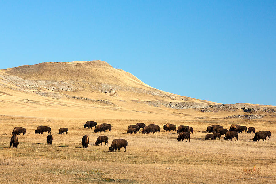 Great Plains Buffalo Photograph by Todd Klassy