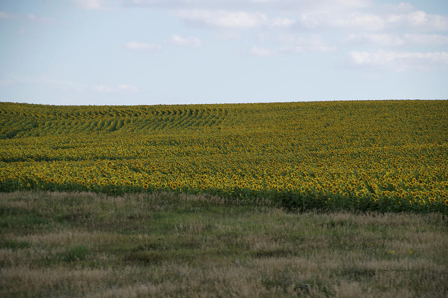 Great Plains Farming Sun Flower Field 10 Photograph by Thomas Woolworth