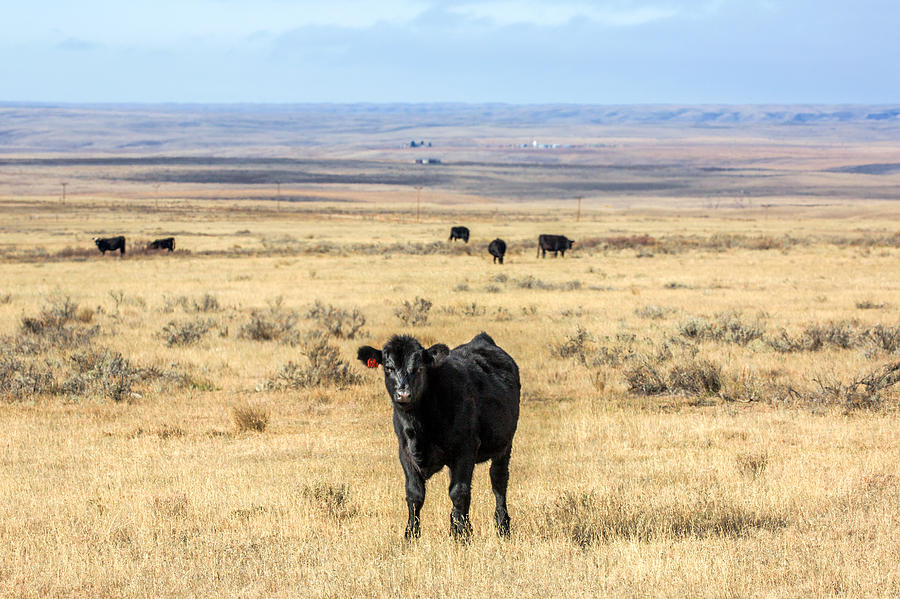 Great Plains Pasture Mix - Great Basin Seed - Native Seeds