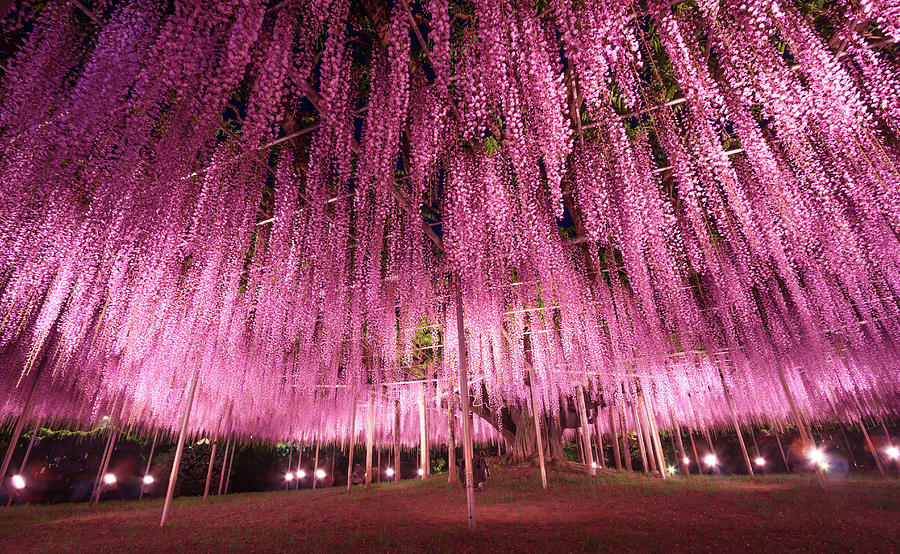 Great purple pink wisteria trellis at night Photograph by Vichai ...