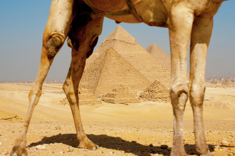 Resultado de imagem para camelo livre