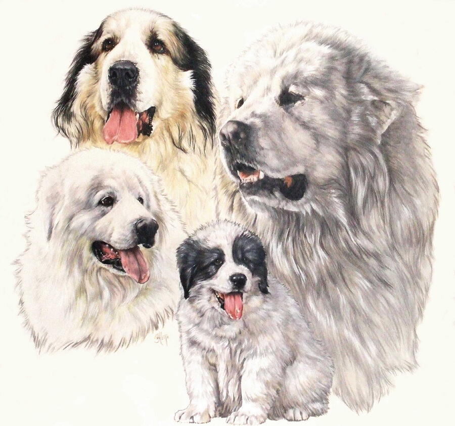 Great Pyrenees Montage Mixed Media by Barbara Keith