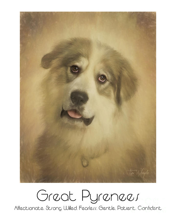 Great Pyrenees Poster Digital Art by Tim Wemple