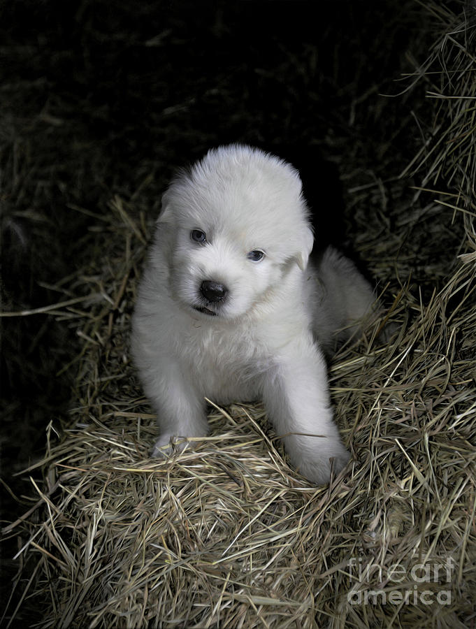 Great Pyrenees Puppy Photograph by Savannah Gibbs