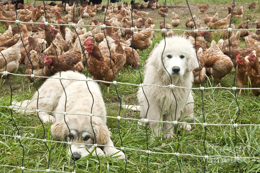 Great Pyrenees Pups Guard Chickens Photograph by Inga Spence