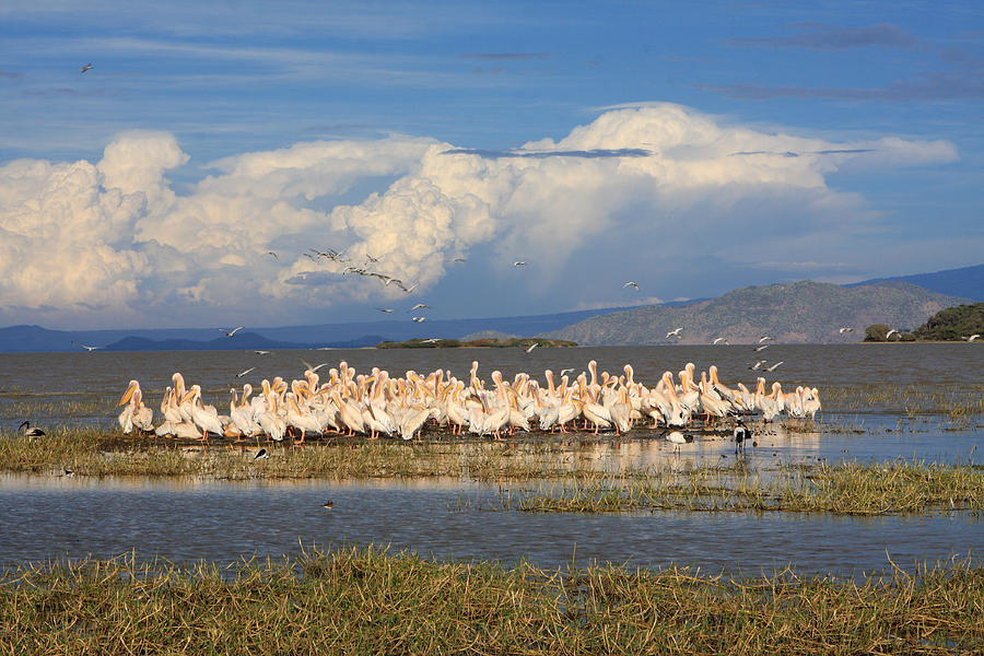 Great Rift Birds Photograph by Aidan Moran
