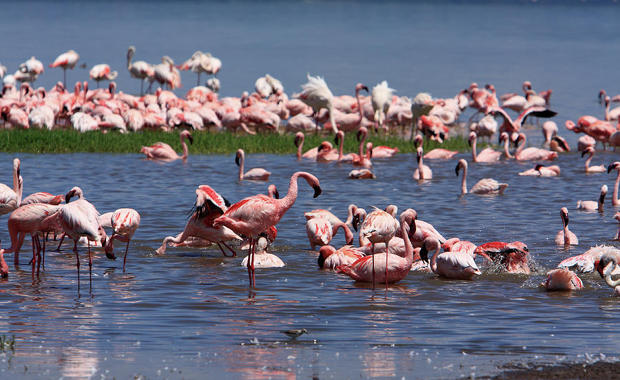 Great Rift Lake Flamingos  Photograph by Aidan Moran