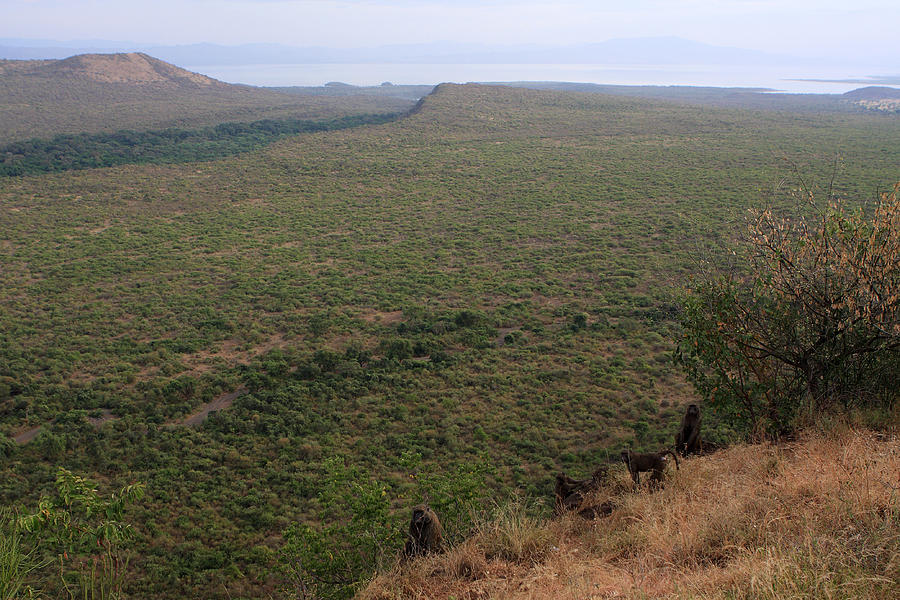 Great Rift Valley Baboons Photograph by Aidan Moran