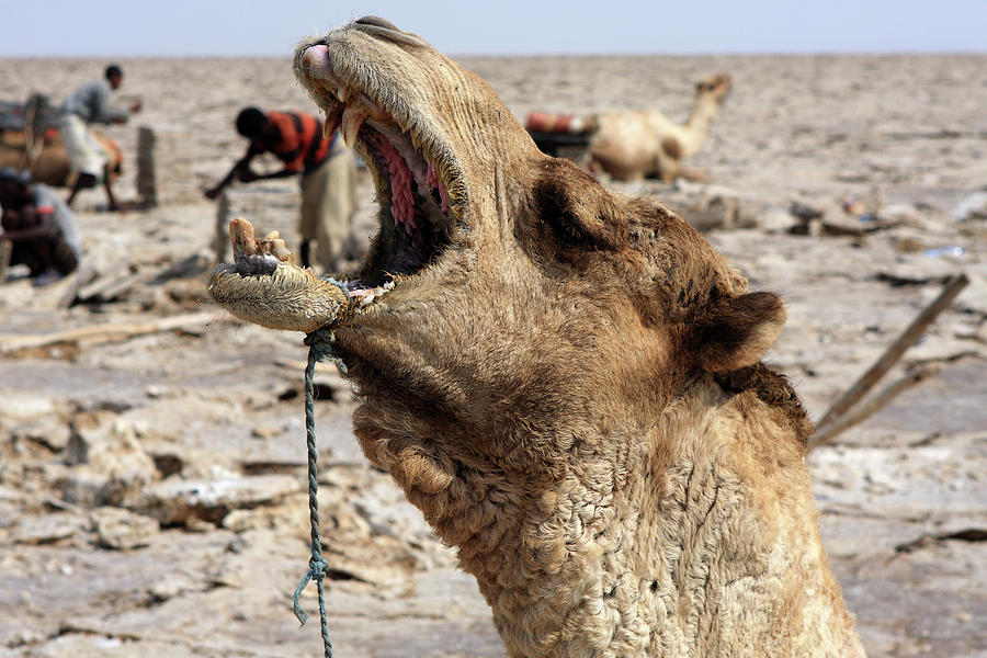 Great Rift Valley Camel Photograph by Aidan Moran