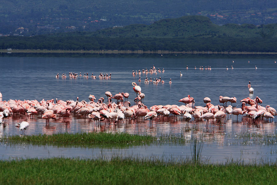 Great Rift Valley Flamingos  Photograph by Aidan Moran