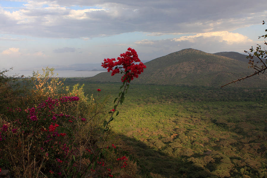 Great Rift Valley Flower Photograph by Aidan Moran