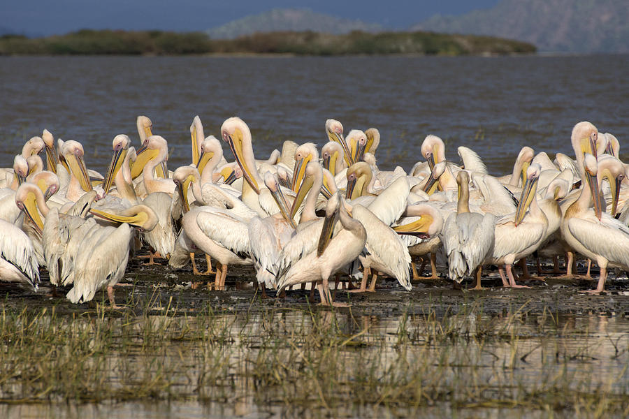 Great Rift Valley Pelicans Photograph by Aidan Moran