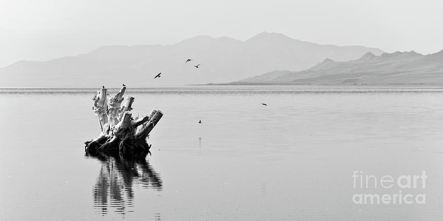 Bird Photograph - Great Salt Lake, black and white landscape by Delphimages Photo Creations
