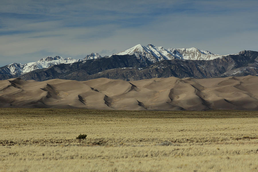 Great Sand Dunes and a Tree Photograph by David Diaz