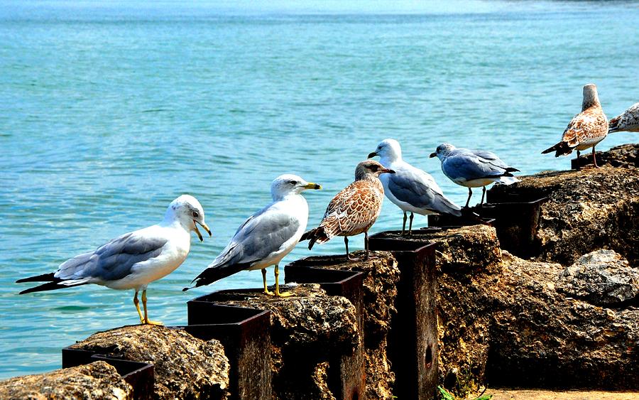 Great Shore Lake Seagulls Photograph