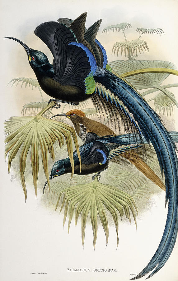 Great Sickle-billed Bird of Paradise Painting by John Gould