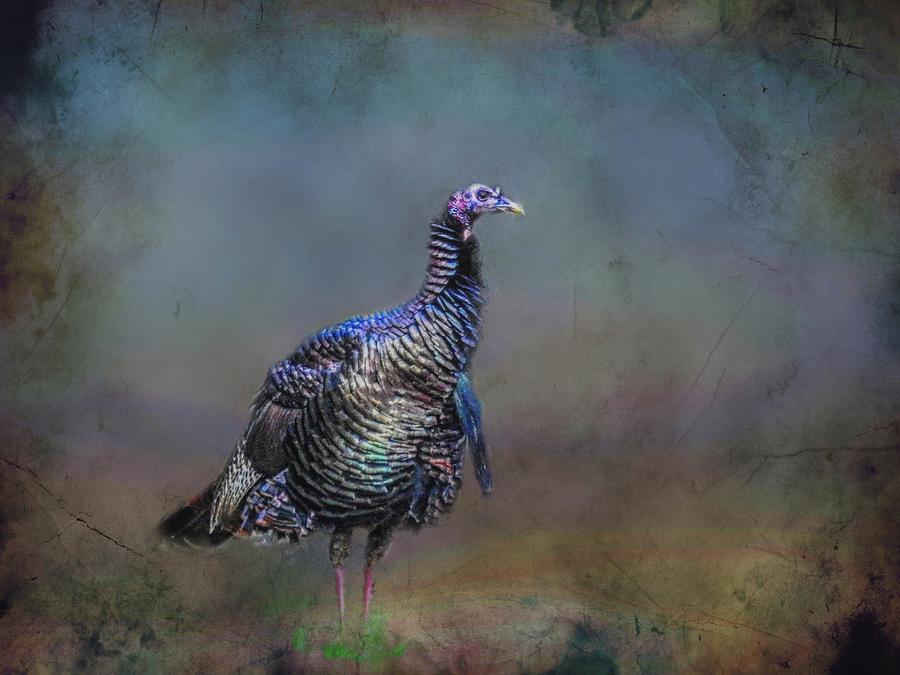 Great Smokey Turkey Painting by Ches Black