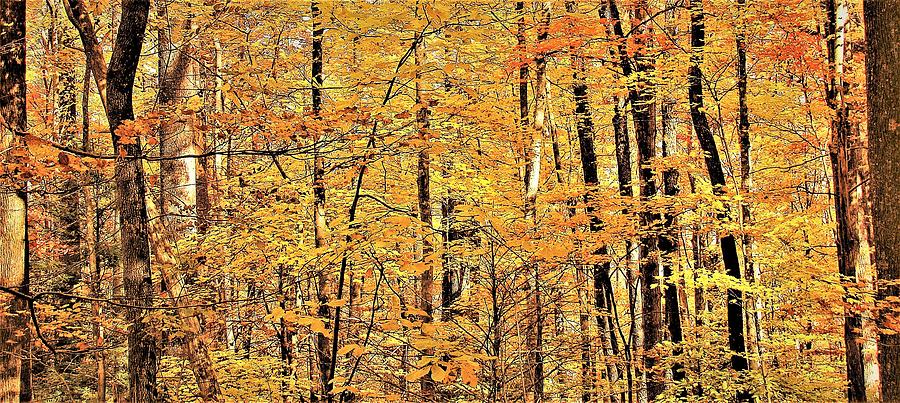 Great Smoky Gold Photograph by Joshua Bales
