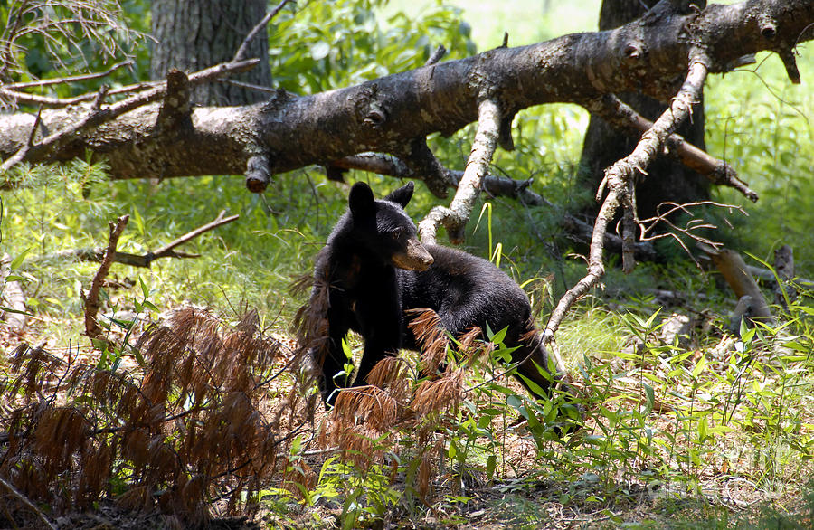 Great Smoky Mountain Bear Photograph by David Lee Thompson