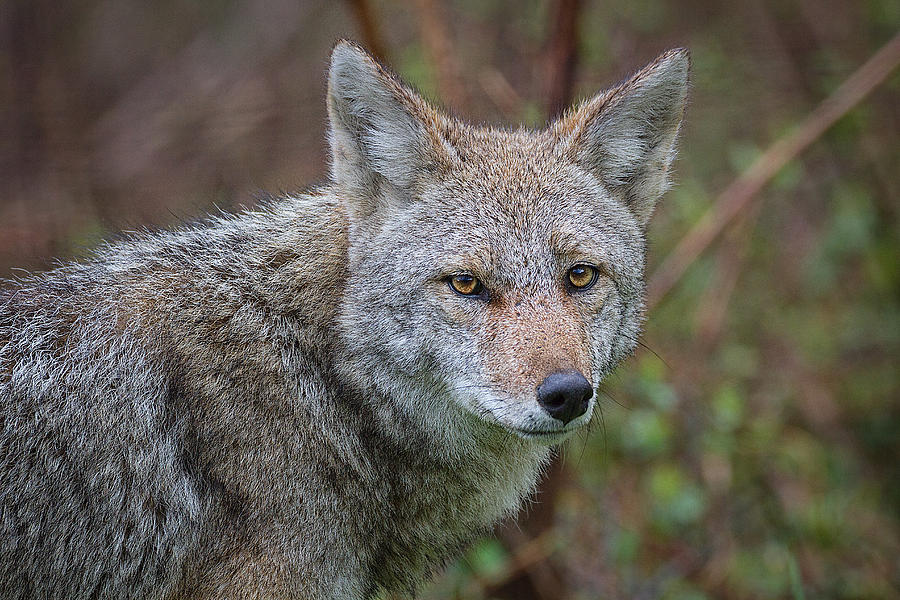 Great Smoky Mountain National Park - Morning Coyote Photograph by Jason ...