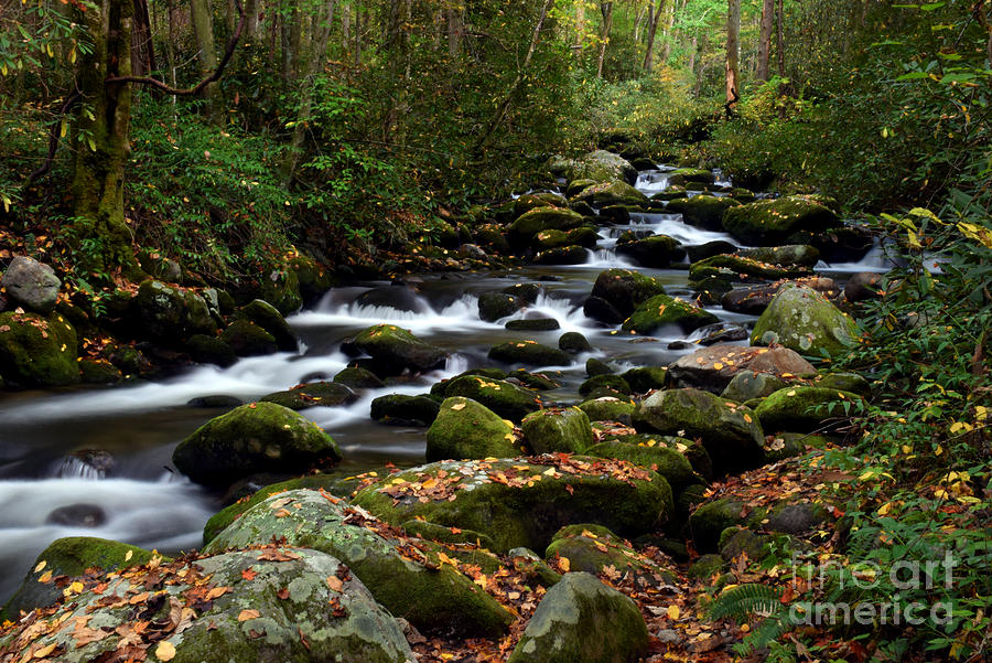 Nature Photograph - Great Smoky Mountain Stream by Deborah Berry