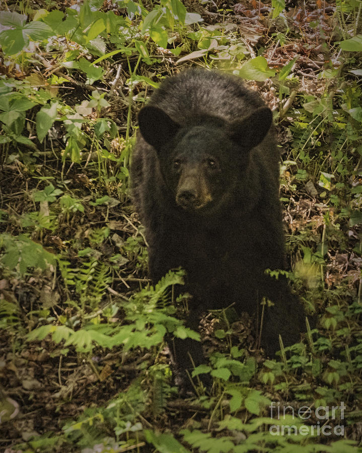 Great Smoky Mountains Black Bear Photograph by Priscilla Burgers
